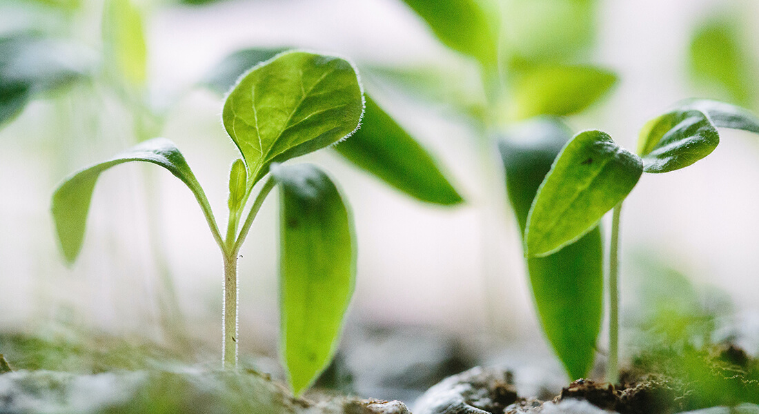 Plants. Photo: Francesco Gallarotti, Unsplash