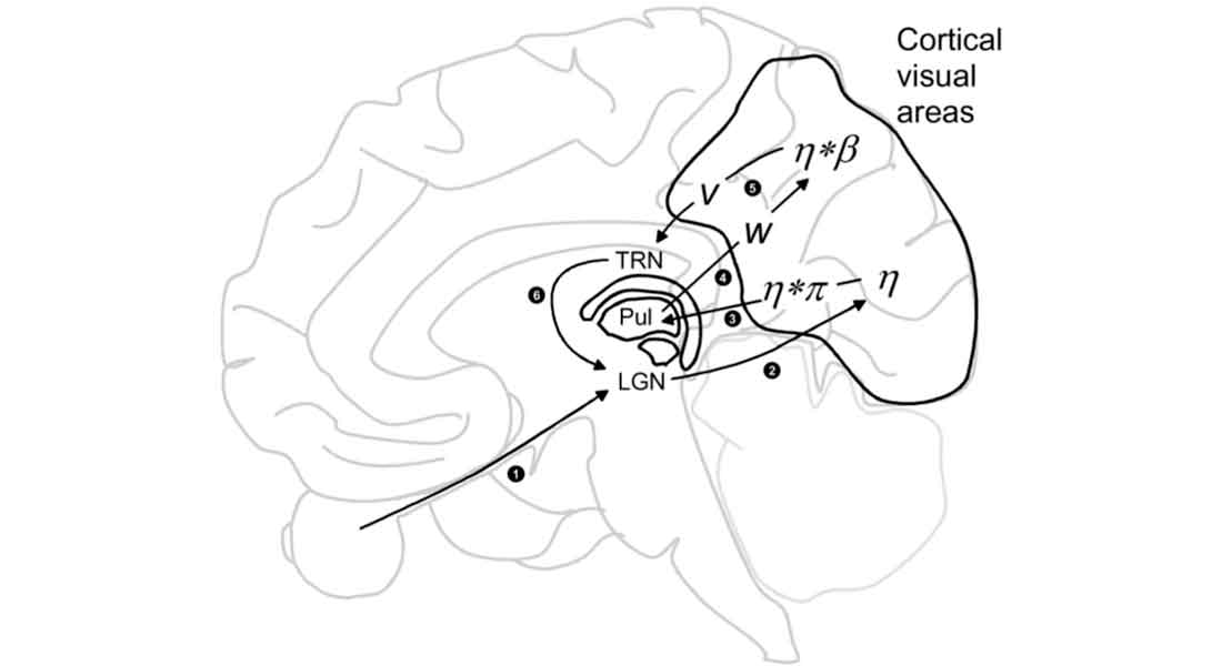 Tegning af hjerne (visual attention)